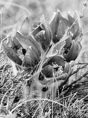 Иллюстрация к книге — Живица Земная. Советы и рецепты от известного травника [_40.jpg]