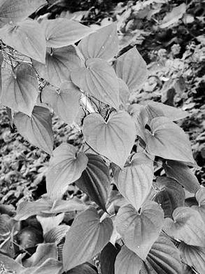 Иллюстрация к книге — Живица Земная. Советы и рецепты от известного травника [_41.jpg]