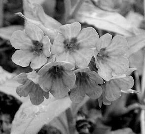 Иллюстрация к книге — Живица Земная. Советы и рецепты от известного травника [_45.jpg]