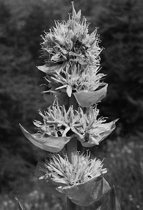 Иллюстрация к книге — Живица Земная. Советы и рецепты от известного травника [_46.jpg]