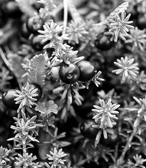 Иллюстрация к книге — Живица Земная. Советы и рецепты от известного травника [_49.jpg]