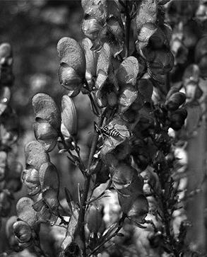 Иллюстрация к книге — Живица Земная. Советы и рецепты от известного травника [_50.jpg]