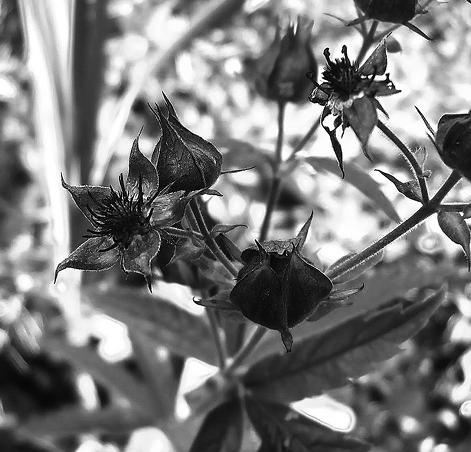 Иллюстрация к книге — Живица Земная. Советы и рецепты от известного травника [_51.jpg]