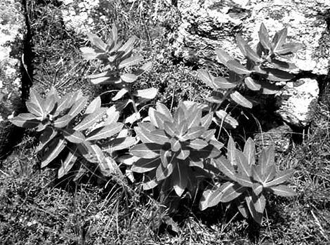 Иллюстрация к книге — Живица Земная. Советы и рецепты от известного травника [_52.jpg]