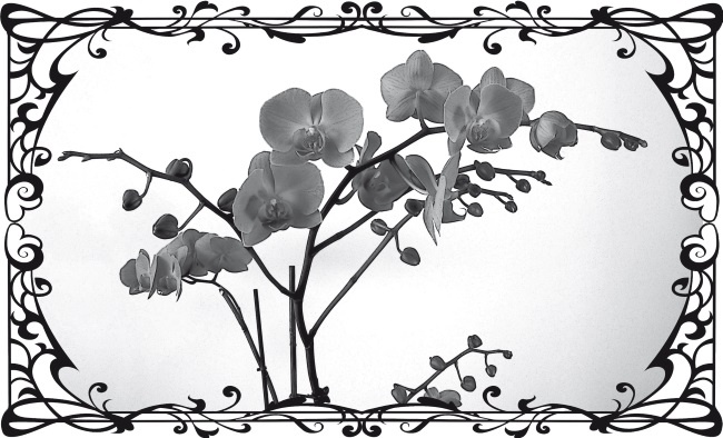 Иллюстрация к книге — Букет из Оперного театра [i_005.jpg]