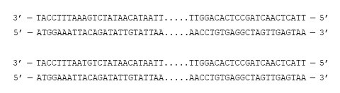 Иллюстрация к книге — Сумма биотехнологии. Руководство по борьбе с мифами о генетической модификации растений, животных и людей [i_020.jpg]