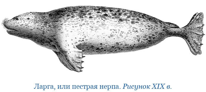 Иллюстрация к книге — Камчатские экспедиции [i_108.jpg]