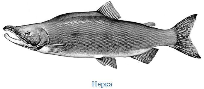 Иллюстрация к книге — Камчатские экспедиции [i_111.jpg]