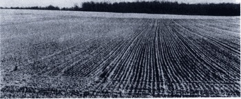 Иллюстрация к книге — Аттила. Бич Божий [i_005.jpg]