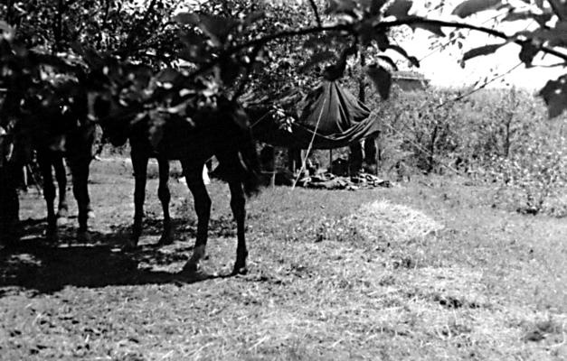 Иллюстрация к книге — &quot;Будь проклят Сталинград!&quot; Вермахт в аду [i_082.jpg]