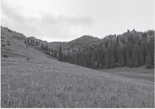 Иллюстрация к книге — Крах Белой мечты в Синьцзяне. Воспоминания сотника В. Н. Ефремова с предисловием и комментариями и книга В. А. Гольцева [i_014.jpg]