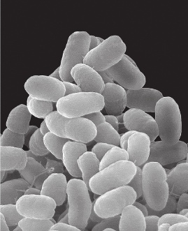 Иллюстрация к книге — Смертельно опасный выбор. Чем борьба с прививками грозит нам всем [_0317.jpg]