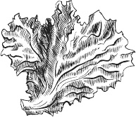 Иллюстрация к книге — 365 салатов и закусок на каждый день [i_004.jpg]