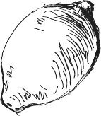 Иллюстрация к книге — 365 салатов и закусок на каждый день [i_013.jpg]