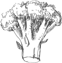 Иллюстрация к книге — 365 салатов и закусок на каждый день [i_021.jpg]