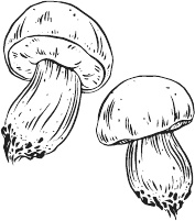 Иллюстрация к книге — 365 салатов и закусок на каждый день [i_171.jpg]