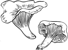 Иллюстрация к книге — 365 салатов и закусок на каждый день [i_174.jpg]