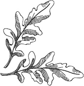 Иллюстрация к книге — 365 салатов и закусок на каждый день [i_237.jpg]