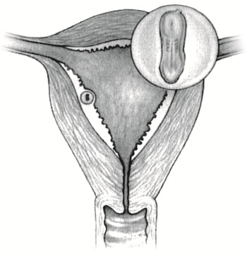 Иллюстрация к книге — В ожидании малыша (обновленное издание) [i_014.jpg]