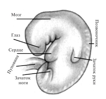 Иллюстрация к книге — В ожидании малыша (обновленное издание) [i_029.jpg]