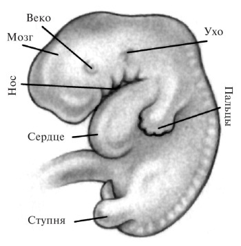 Иллюстрация к книге — В ожидании малыша (обновленное издание) [i_030.jpg]