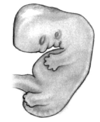 Иллюстрация к книге — В ожидании малыша (обновленное издание) [i_031.jpg]