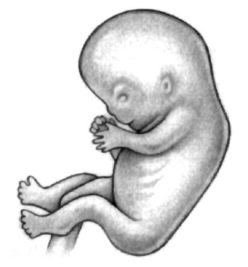 Иллюстрация к книге — В ожидании малыша (обновленное издание) [i_032.jpg]