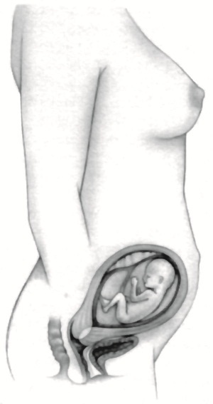 Иллюстрация к книге — В ожидании малыша (обновленное издание) [i_061.jpg]