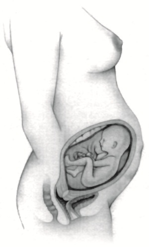 Иллюстрация к книге — В ожидании малыша (обновленное издание) [i_092.jpg]