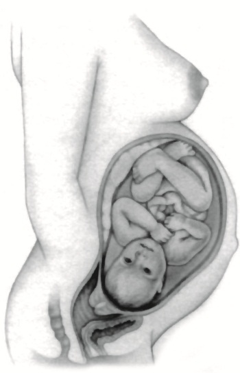 Иллюстрация к книге — В ожидании малыша (обновленное издание) [i_127.jpg]