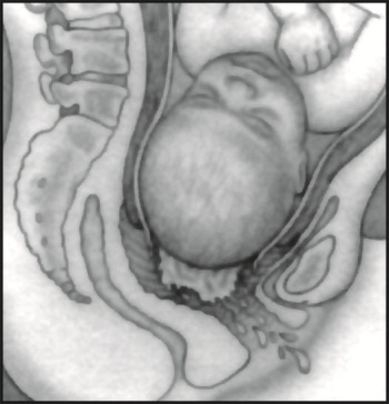 Иллюстрация к книге — В ожидании малыша (обновленное издание) [i_151.jpg]