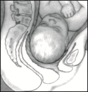 Иллюстрация к книге — В ожидании малыша (обновленное издание) [i_152.jpg]