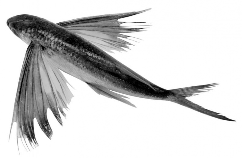 Иллюстрация к книге — Тайны Апокалипсиса [i_045.jpg]