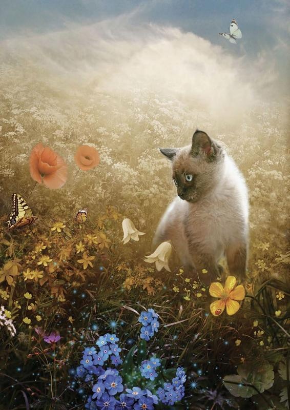 Иллюстрация к книге — Дары Неба и Солнца [i_001.jpg]