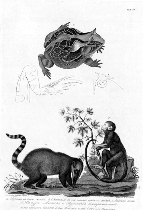 Иллюстрация к книге — На парусниках «Надежда» и «Нева» в Японию. Первое кругосветное плаванье российского флота [i_011.jpg]