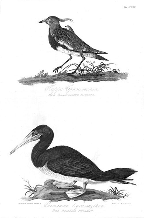 Иллюстрация к книге — На парусниках «Надежда» и «Нева» в Японию. Первое кругосветное плаванье российского флота [i_019.jpg]