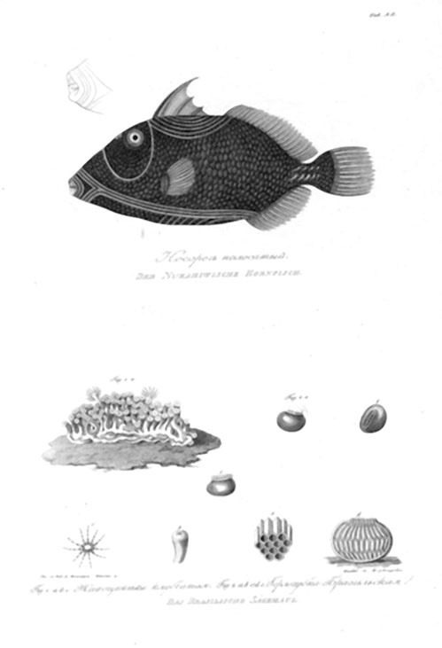 Иллюстрация к книге — На парусниках «Надежда» и «Нева» в Японию. Первое кругосветное плаванье российского флота [i_022.jpg]