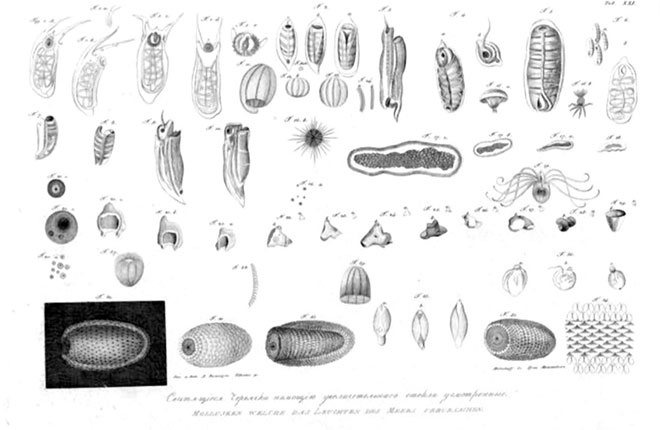 Иллюстрация к книге — На парусниках «Надежда» и «Нева» в Японию. Первое кругосветное плаванье российского флота [i_023.jpg]