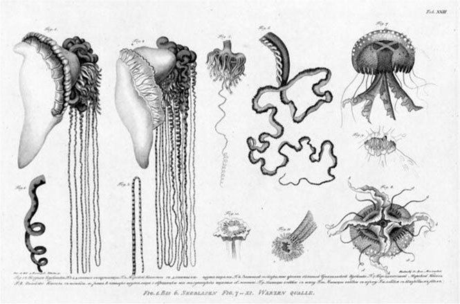Иллюстрация к книге — На парусниках «Надежда» и «Нева» в Японию. Первое кругосветное плаванье российского флота [i_025.jpg]