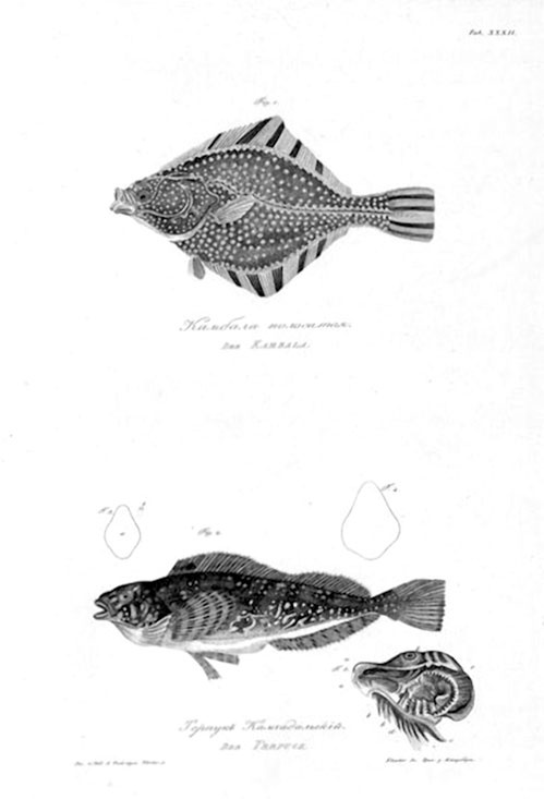 Иллюстрация к книге — На парусниках «Надежда» и «Нева» в Японию. Первое кругосветное плаванье российского флота [i_028.jpg]