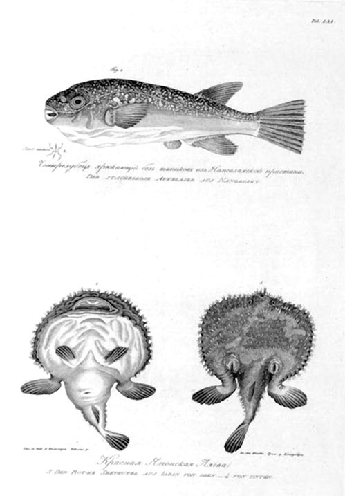 Иллюстрация к книге — На парусниках «Надежда» и «Нева» в Японию. Первое кругосветное плаванье российского флота [i_047.jpg]