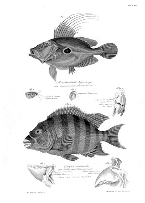 Иллюстрация к книге — На парусниках «Надежда» и «Нева» в Японию. Первое кругосветное плаванье российского флота [i_048.jpg]