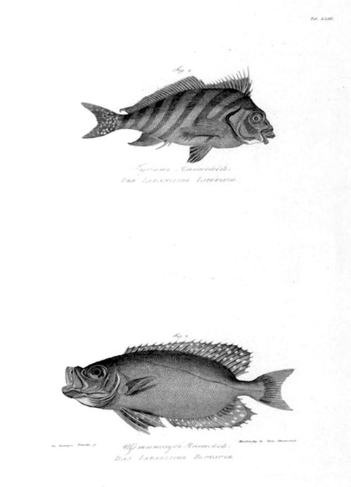 Иллюстрация к книге — На парусниках «Надежда» и «Нева» в Японию. Первое кругосветное плаванье российского флота [i_049.jpg]