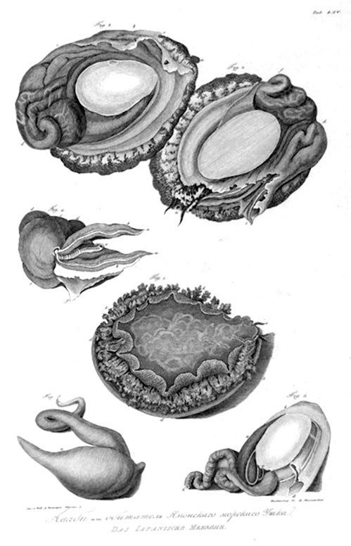 Иллюстрация к книге — На парусниках «Надежда» и «Нева» в Японию. Первое кругосветное плаванье российского флота [i_051.jpg]