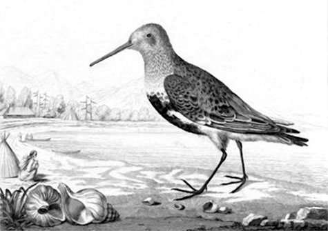 Иллюстрация к книге — На парусниках «Надежда» и «Нева» в Японию. Первое кругосветное плаванье российского флота [i_062.jpg]