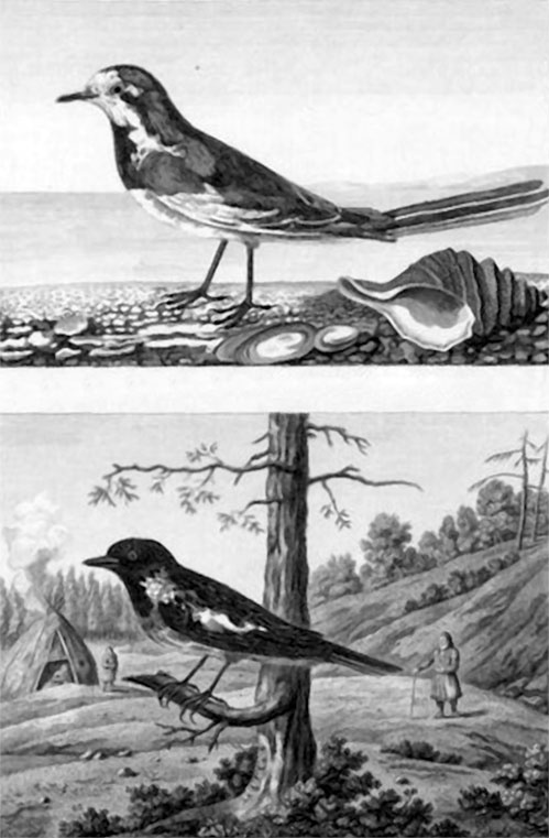 Иллюстрация к книге — На парусниках «Надежда» и «Нева» в Японию. Первое кругосветное плаванье российского флота [i_064.jpg]