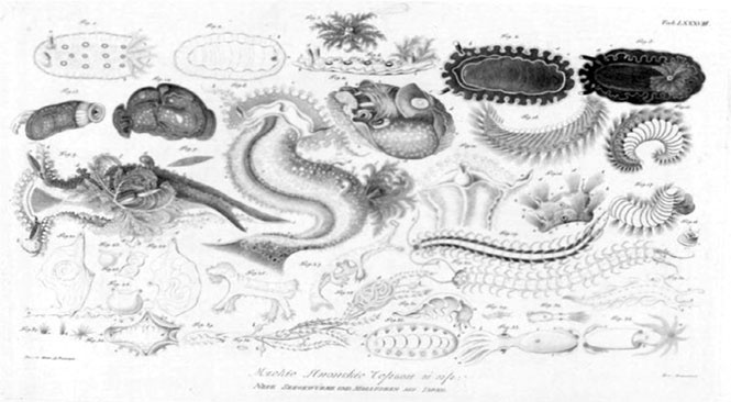 Иллюстрация к книге — На парусниках «Надежда» и «Нева» в Японию. Первое кругосветное плаванье российского флота [i_065.jpg]