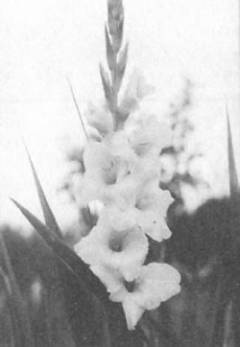 Иллюстрация к книге — Записки летчицы У-2. Женщины-авиаторы в годы Великой Отечественной войны. 1942-1945 [i_033.jpg]