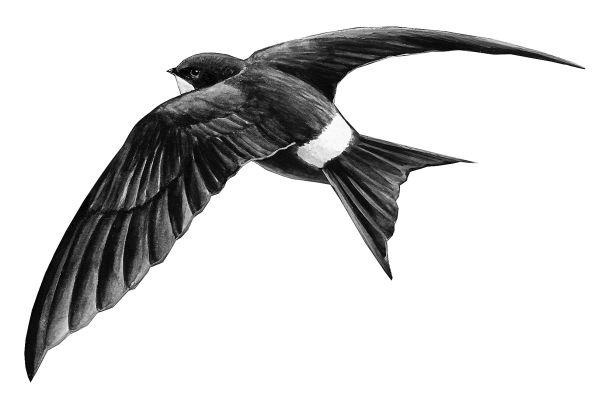 Иллюстрация к книге — Васюткино озеро. С вопросами и ответами для почемучек [i_004.jpg]