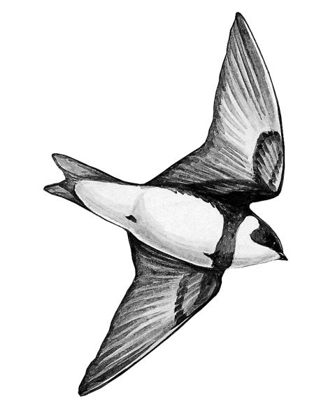 Иллюстрация к книге — Васюткино озеро. С вопросами и ответами для почемучек [i_007.jpg]